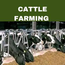  BEEF CATTLE PRODUCTION AND MANAGEMENT